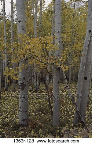 Aspen Trees, Colorado, USA View Large Photo Image Stock Photo - Aspen Trees, Colorado, USA. Fotosearch