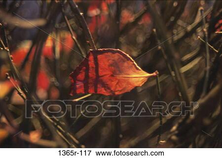 Autumn details, nature, season, twigs, leaf, autumn View Large Photo Image Stock Photo - Autumn details, nature, season, twigs, leaf, autumn. Fotosearch