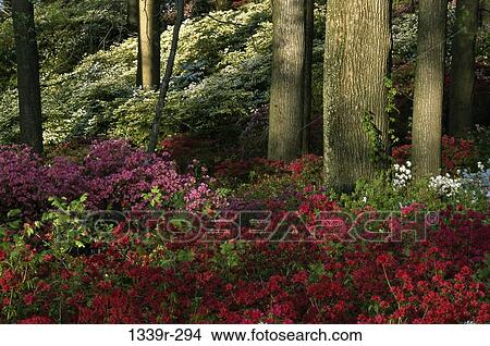 Azaleas and Tulip Poplar Trees View Large Photo Image Picture - Azaleas and Tulip Poplar Trees. Fotosearch