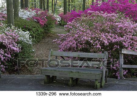 Azaleas and Tulip Poplar Trees View Large Photo Image Stock Photograph - Azaleas and Tulip Poplar Trees. Fotosearch