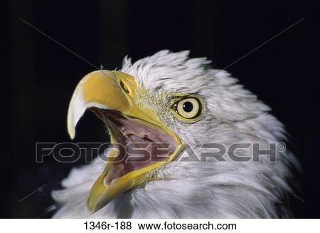 Stock Photo - Bald Eagle. Fotosearch