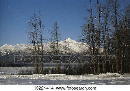 Bald Eagles, Alaska, USA View Large Photo Image Picture - Bald Eagles, Alaska, USA. Fotosearch