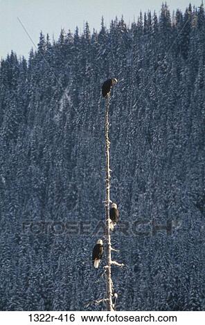 Bald Eagles, Alaska, USA View Large Photo Image Stock Photograph - Bald Eagles, Alaska, USA. Fotosearch