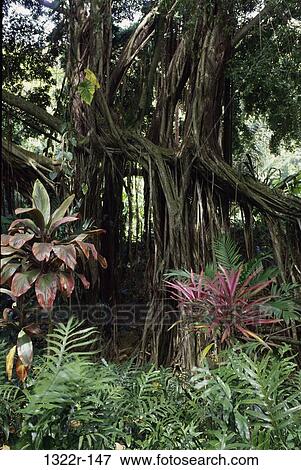 Banyan Tree, Hawaii, USA View Large Photo Image Stock Photo - Banyan Tree, Hawaii, USA. Fotosearch
