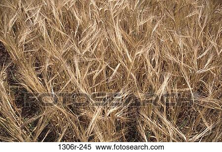 Barley View Large Photo Image Stock Photography - Barley. Fotosearch
