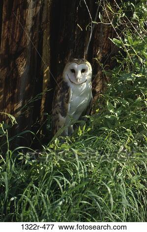 Barn Owl View Large Photo Image Stock Photo - Barn Owl. Fotosearch
