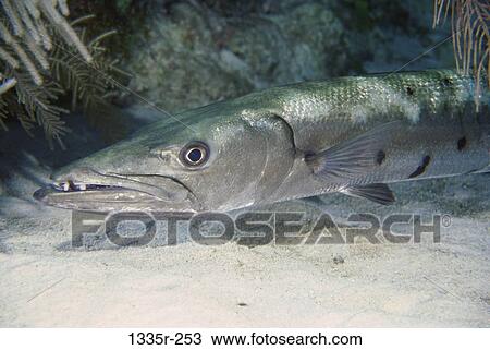 Stock Image - Barracuda. Fotosearch