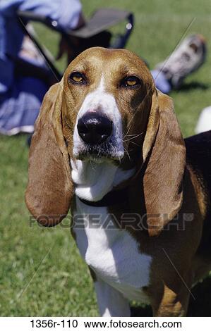 Basset Hound View Large Photo Image Stock Image - Basset Hound. Fotosearch