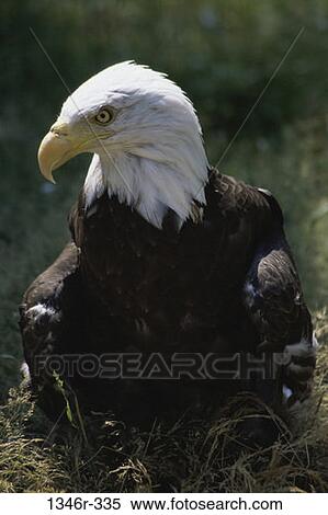 Stock Photography - beak, profile, bird, predator, patriotic, proud, freedom. Fotosearch