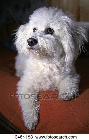 Stock Photo - Bichon Frise. Fotosearch