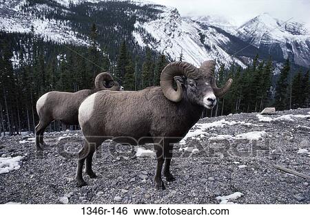Stock Photograph - Bighorn Sheep, Jasper National Park, Canada. Fotosearch