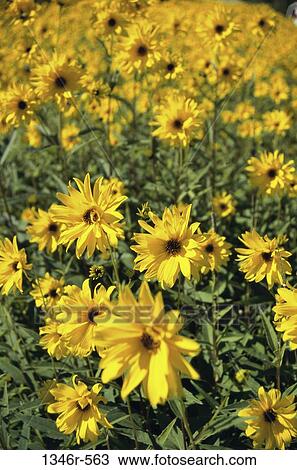 Black-eyed Susans View Large Photo Image Stock Image - Black-eyed Susans. Fotosearch