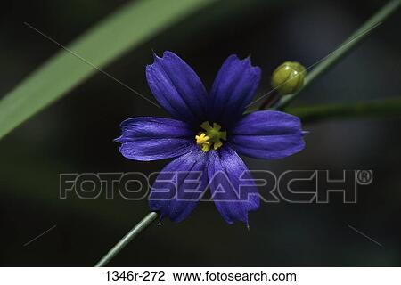 Blue-Eyed Grass View Large Photo Image Stock Image - Blue-Eyed Grass. Fotosearch