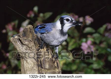 Stock Photography - Blue Jay. Fotosearch