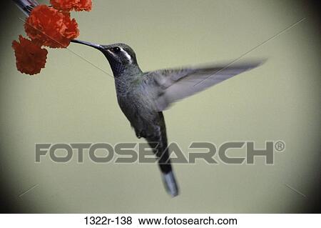 Stock Photo - Blue-Throated Hummingbird. Fotosearch