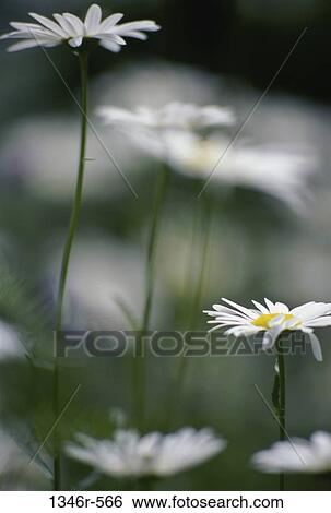 blur, flowers, nature, blooming, blossoming, growth View Large Photo Image Stock Photograph - blur, flowers, nature, blooming, blossoming, growth. Fotosearch
