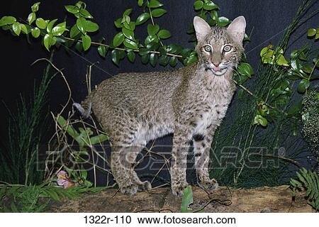 Bobcat, Florida, USA View Large Photo Image Stock Image - Bobcat, Florida, USA. Fotosearch
