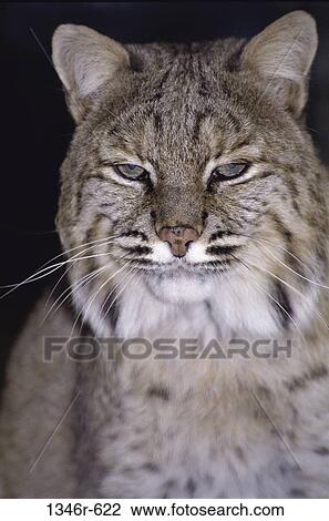 Bobcat View Large Photo Image Stock Image - Bobcat. Fotosearch