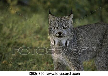 Bobcat View Large Photo Image Stock Image - Bobcat. Fotosearch