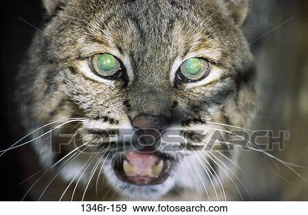 Bobcat View Large Photo Image Stock Photo - Bobcat. Fotosearch