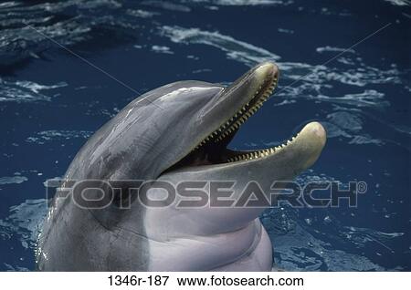 Bottlenose Dolphin View Large Photo Image Stock Photo - Bottlenose Dolphin. Fotosearch