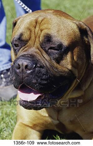 Stock Photo - Boxer. Fotosearch