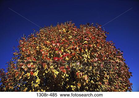 Bradford Pear Tree View Large Photo Image Stock Photography - Bradford Pear Tree. Fotosearch