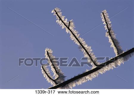 branch, ice, winter, frost, nature, frozen View Large Photo Image Stock Photo - branch, ice, winter, frost, nature, frozen. Fotosearch