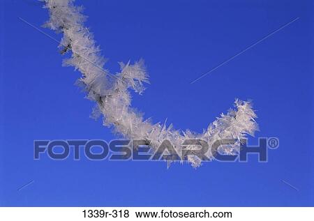 branch, ice, winter, frost, nature, detail View Large Photo Image Stock Photo - branch, ice, winter, frost, nature, detail. Fotosearch