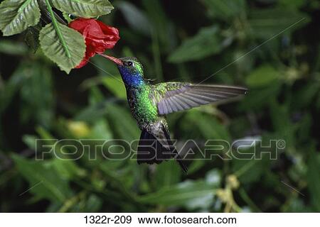 Broad-Billed Hummingbird View Large Photo Image Stock Photo - Broad-Billed Hummingbird. Fotosearch