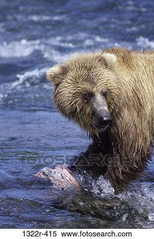 Brown Bear View Large Photo Image Stock Photography - Brown Bear. Fotosearch