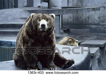 Brown Bears, California, USA View Large Photo Image Stock Image - Brown Bears, California, USA. Fotosearch