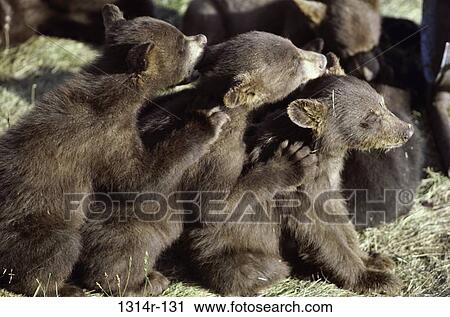 Stock Image - Brown Bears. Fotosearch
