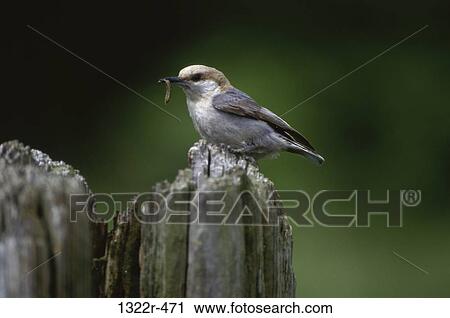 Brown-headed Nuthatch View Large Photo Image Stock Image - Brown-headed Nuthatch. Fotosearch