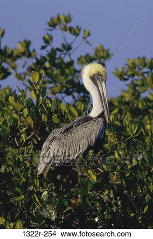 Brown Pelican View Large Photo Image Picture - Brown Pelican. Fotosearch