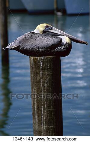 Brown Pelican View Large Photo Image Stock Image - Brown Pelican. Fotosearch