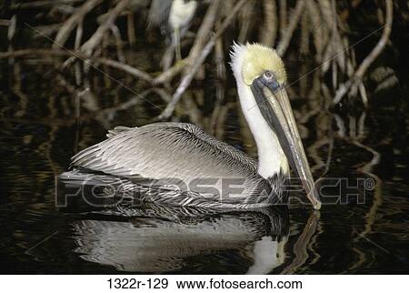 Stock Photo - Brown Pelican. Fotosearch