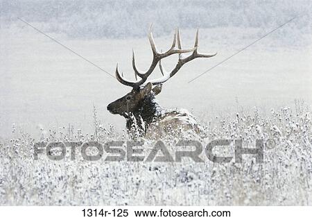 Stock Photography - Bull Elk. Fotosearch