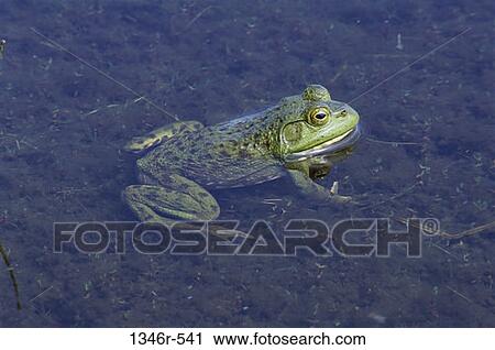 Bullfrog View Large Photo Image Stock Image - Bullfrog. Fotosearch