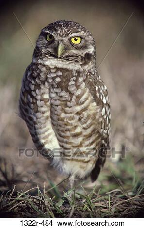 Burrowing Owl View Large Photo Image Picture - Burrowing Owl. Fotosearch