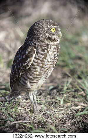 Burrowing Owl View Large Photo Image Stock Image - Burrowing Owl. Fotosearch