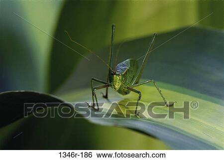 Bush Katydid View Large Photo Image Stock Photograph - Bush Katydid. Fotosearch