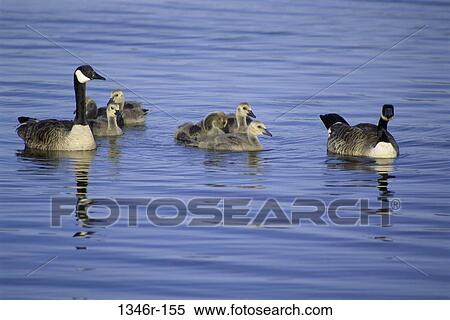 Canada Geese View Large Photo Image Stock Photography - Canada Geese. Fotosearch