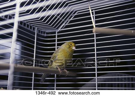 Canary View Large Photo Image Stock Image - Canary. Fotosearch