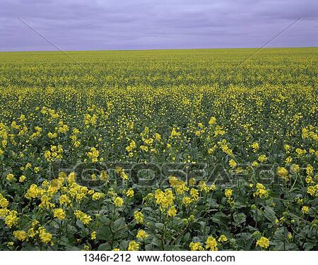 Canola, Manitoba, Canada View Large Photo Image Stock Image - Canola, Manitoba, Canada. Fotosearch