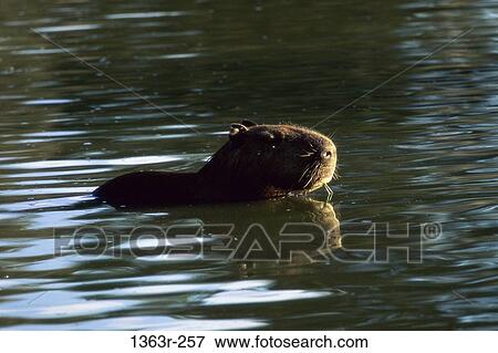 Capybara View Large Photo Image Stock Photo - Capybara. Fotosearch