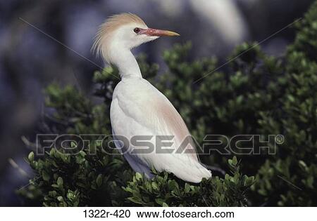 Cattle Egret View Large Photo Image Stock Image - Cattle Egret. Fotosearch