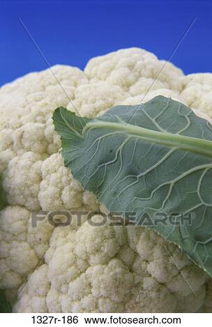 Cauliflower View Large Photo Image Stock Photograph - Cauliflower. Fotosearch
