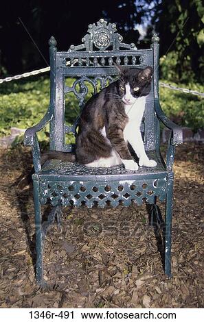 chair, listening, sitting, cat, outdoors, furniture, Florida View Large Photo Image Stock Image - chair, listening, sitting, cat, outdoors, furniture, Florida. Fotosearch