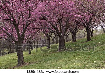 Cherry Trees View Large Photo Image Stock Image - Cherry Trees. Fotosearch
